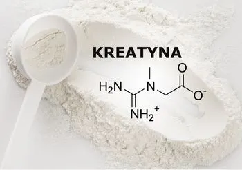 Kreatyna to związek chemiczny powstający w organizmie przede wszystkim w nerkach i wątrobie. Z narządów wewnętrznych kreatyna przedostaje się do mięśni szkieletowych, gdzie zostaje magazynowana, a następnie wykorzystana do wielu procesów wysokoenergetycznych, w tym m.in. skurczu./ Fot. Adobe Stock