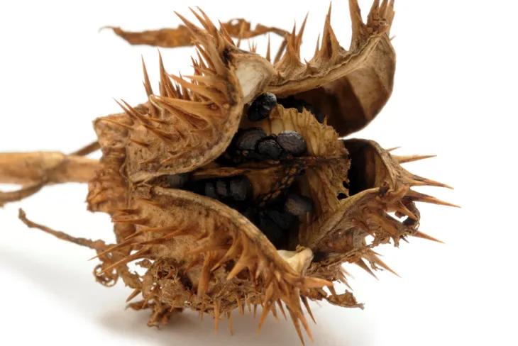 Bieluń dziędzierzawa stosowany jest w medycynie ajurwedyjskiej jako specyfik na wrzody, zaparcia czy kaszel.  /Fot. Adobe Stock