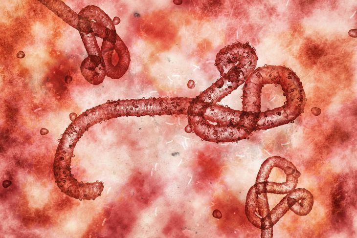 Wirus ebola.