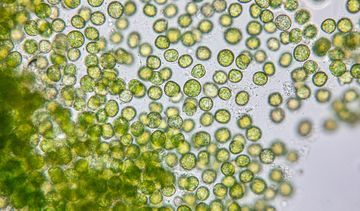 Chlorella – maleńka alga o wielu właściwościach zdrowotnych