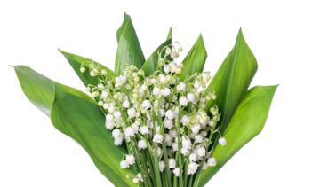 Konwalia majowa – właściwości lecznicze, działanie i zastosowanie