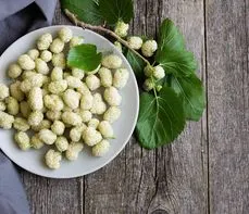 Morwa biała – właściwości, jak stosować? Czy morwa obniża cukier?