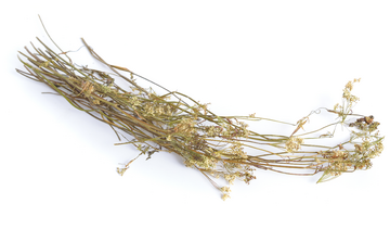 Biedrzeniec – właściwości lecznicze, działanie, zastosowanie