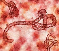 Ebola – czym jest, jakie ma objawy i czy zagraża Polsce?