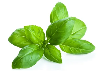 Bazylia pospolita pobudza produkcję soków trawiennych, co sprzyja lepszemu metabolizmowi./Fot. Adobe Stock