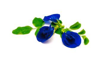 Klitoria – właściwości lecznicze, działanie i zastosowanie. Niebieska herbata z klitorii