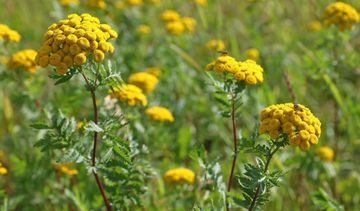 Wrotycz pospolity – właściwości i zastosowanie. Wrotycz na kleszcze i komary