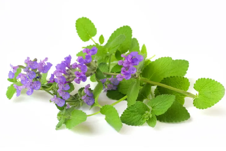 Kocimiętka roślina uwielbiana przez koty, ale również stanowi źródło cennych związków o leczniczym działaniu, z których może czerpać korzyści również człowieka. Fot. Adobe Stock.