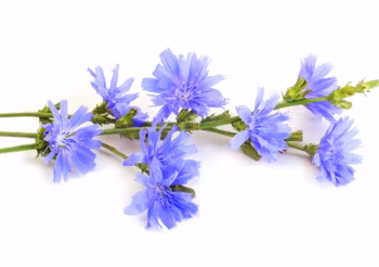 Cykoria podróżnik ma właściwości żółciopędne, moczopędne, antybakteryjne i lekko pobudzające. Uznawana jest za naturalny probiotyk. / Fot. Adobe Stock