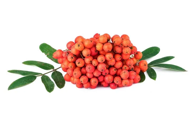 Jarząb pospolity wspomaga leczenie sezonowych infekcji i wspiera odporność zmniejszając ryzyko ich ponownego wystąpienia / Fot. Adobe Stock