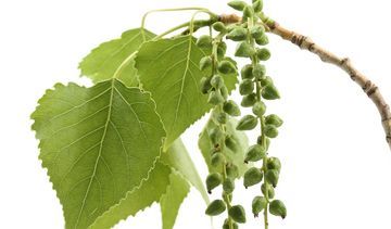 Topola czarna – właściwości lecznicze, działanie i zastosowanie