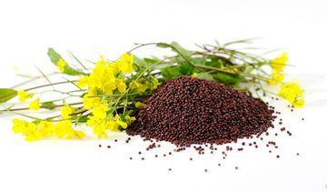 Gorczyca czarna – właściwości lecznicze, działanie i zastosowanie