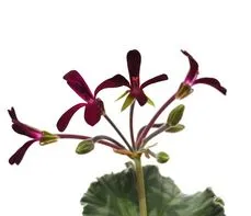 Pelargonia afrykańska - właściwości, preparaty, dawkowanie