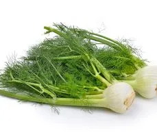 Fenkuł – właściwości lecznicze, działanie i zastosowanie. Herbatka z fenkułu