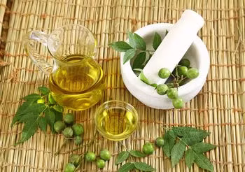 Olej neem tłoczy się z nasion miodli indyjskiej. Stosuje się go zewnętrznie, najczęściej na skórę i włosy, ale ze względu na właściwości antybakteryjne i przeciwgrzybiczne polecany jest też do pielęgnacji roślin. Fot. Adobe Stock.