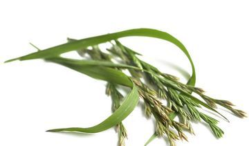 Perz właściwy – właściwości lecznicze, działanie i zastosowanie