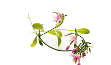 Centuria pospolita – właściwości lecznicze, działanie, zastosowanie