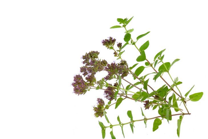 Lebiodka (oregano) pobudza czynności wydzielnicze narządów. Z tego względu oddziałuje na produkcję soku żołądkowego, żółci i śliny / Fot. Adobe Stock