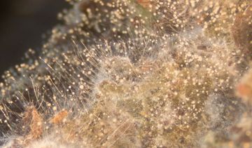 Leki na astmę mają związek z obecnością grzyba w płucach