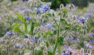 Ogórecznik lekarski – jak wygląda, jak najlepiej wykorzystać jego właściwości?