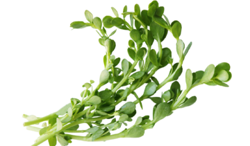 Bakopa – właściwości lecznicze, działanie, zastosowanie