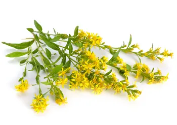 Nawłoć pospolita jako roślina polna, wykorzystywana jest również jako surowiec farmaceutyczny w łagodzeniu dolegliwości układu moczowego, przy nadciśnieniu tętniczym, zatruciach i stanach zapalnych jamy ustnej.  Fot. Adobe Stock.