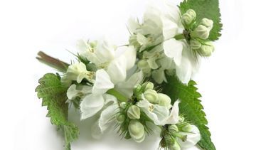 Jasnota biała – właściwości lecznicze, działanie i zastosowanie. Napar z jasnoty białej