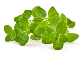 Lebiotka majeranek po wysuszeniu może być spożywany w postaci naparu lub kapsułki na dolegliwości układu pokarmowego i objawy przeziębienia. /Fot. Adobe Stock