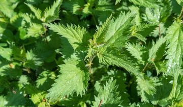 Pokrzywa to cenne źródło żelaza