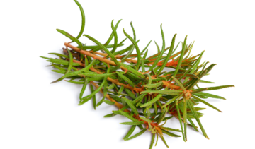 Bagno zwyczajne – właściwości lecznicze, działanie, zastosowanie. Czy pomaga na mole?