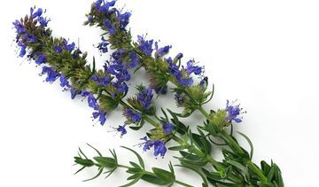 Hyzop lekarski – właściwości lecznicze, działanie i zastosowanie. Olejek hyzopowy