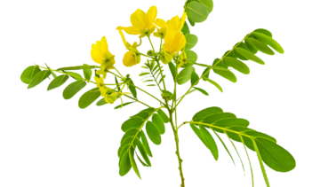 Senes – właściwości lecznicze, działanie, zastosowanie