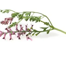 Dymnica pospolita – właściwości lecznicze, działanie i zastosowanie