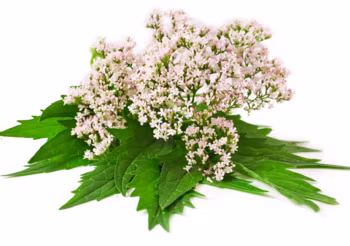 Kozłek lekarski z właściwie jego kłącze posiada walory lecznicze, które działa uspokajająco i wyciszająco. Wspiera także zasypianie. /Fot. Adobe Stock