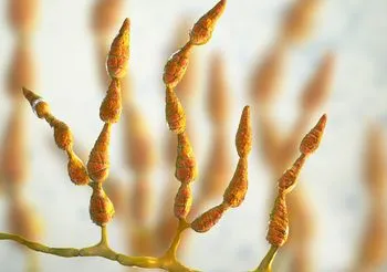 Grzyby Alternaria to jedne z najliczniejszych i najsilniejszych alergenów unoszących się w powietrzu. Są mikroskopijne, dlatego trudno się ich ustrzec.