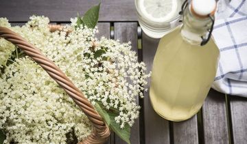 Czarny bez – właściwości i zastosowanie kwiatów i owoców