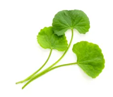 Centella asiatica (wąkrotka azjatycka) – właściwości lecznicze, działanie, zastosowanie. Na co pomaga?