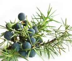 Jałowiec pospolity – właściwości lecznicze, działanie i zastosowanie. Olejek jałowcowy