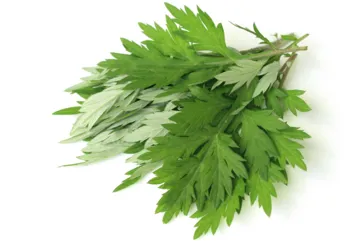 Bylica boże drzewko ma liczne właściwości zdrowotne. Przede wszystkim wykazuje działanie: przeciwzapalne, przeciwbakteryjne, przeciwwirusowe. /Fot. Adobe Stock