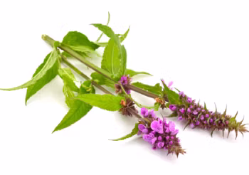 Bukwica ma działanie przeciwzapalne i przeciwbakteryjne. Częstym zastosowaniem bukwicy są rany – okład z rośliny pobudza procesy gojenia się naskórka i przyspiesza jego regenerację. / Fot. Adobe Stock