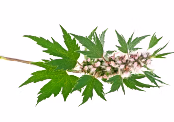 Serdecznik pospolity jest bogatym źródłem wielu substancji bioaktywnych, m.in.: flawonoidów, antocyjanów, garbników i glikozydów, dzięki czemu ma wielokierunkowe, pozytywne działanie na organizm. / Fot. Adobe Stock