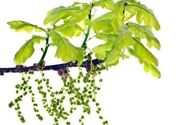 Dąb polecany jest m. in. na problemy z układem pokarmowym / Fot. Adobe Stock