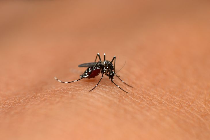 Żółtą gorączkę wywołuje wirus przenoszony m.in. przez tropikalne komary z rodziny Aedes.