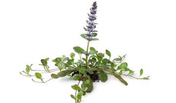 Dąbrówka rozłogowa – właściwości lecznicze, działanie i zastosowanie