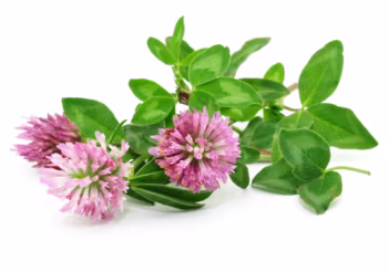 W ziołolecznictwie koniczynę łąkową stosuje się wewnętrznie, a także zewnętrznie w postaci kompresów. Napary z suszonych kwiatostanów lub ziela łagodzą zaburzenia pracy układu pokarmowego i moczowego. /Fot. Adobe Stock