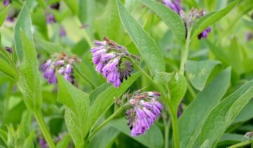 Żywokost lekarski: maść, olejek, nalewka. Właściwości i zastosowanie