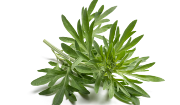 Piołun – właściwości lecznicze, działanie i zastosowanie