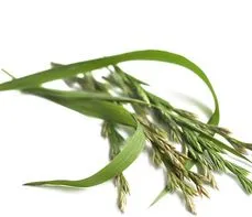 Perz właściwy – właściwości lecznicze, działanie i zastosowanie