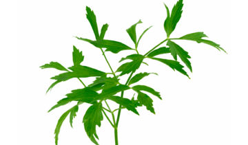 Lubczyk – właściwości lecznicze, działanie i zastosowanie