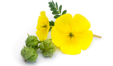 Buzdyganek naziemny – właściwości lecznicze, działanie, zastosowanie